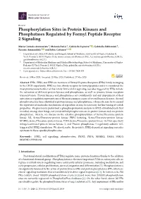 Phosphorylation Sites in Protein Kinases and Phosphatases Regulated by Formyl Peptide Receptor 2 Signaling