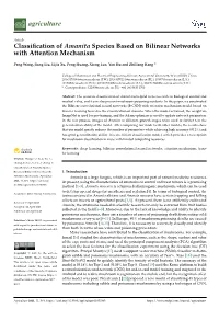 Classification of Amanita Species Based on Bilinear Networks With