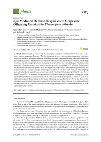 Rpv Mediated Defense Responses in Grapevine Offspring Resistant to Plasmopara Viticola