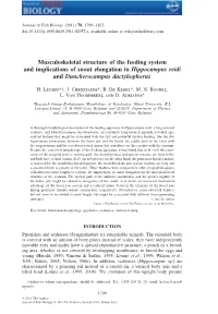 Musculoskeletal Structure of the Feeding System and Implications of Snout Elongation in Hippocampus Reidi and Dunckerocampus Dactyliophorus