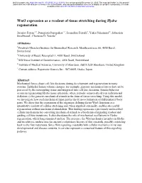 Wnt3 Expression As a Readout of Tissue Stretching During Hydra Regeneration