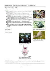 Papaya Mealybug (328)