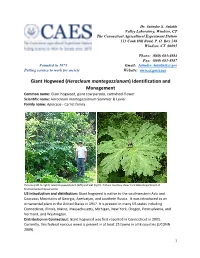 Giant Hogweed (Heracleum Mantegazzianum) Identification and Management Common Name: Giant Hogweed, Giant Cow Parsnip, Cartwheel-Flower