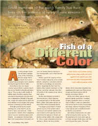 Fish of a Fish of A