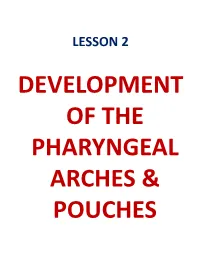 LESSON 2 DEVELOPMENT of the PHARYNGEAL ARCHES & POUCHES Objectives by the End of This Lesson You Should Be Able To: 1