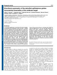 Directional Asymmetry of the Zebrafish Epithalamus Guides Dorsoventral