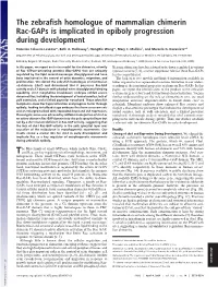 The Zebrafish Homologue of Mammalian Chimerin Rac-Gaps Is Implicated in Epiboly Progression During Development