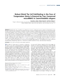 Robust Distal Tip Cell Pathfinding in the Face of Temperature Stress Is
