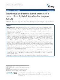 Biochemical and Transcriptome Analyses of a Novel Chlorophyll