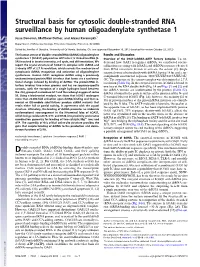 Structural Basis for Cytosolic Double-Stranded RNA Surveillance by Human Oligoadenylate Synthetase 1