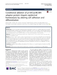 Conditional Ablation of P130cas/BCAR1 Adaptor Protein