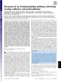 Discovery of an O-Mannosylation Pathway Selectively Serving Cadherins and Protocadherins