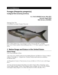Pangasius Pangasius ERSS