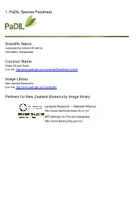 1. Padil Species Factsheet Scientific Name: Common Name Image