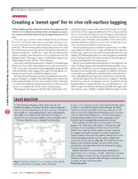 Creating a 'Sweet Spot' for in Vivo Cell-Surface Tagging