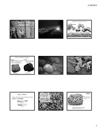 Igneous Rocks
