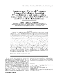 Somatosensory Cortex of Prosimian Galagos