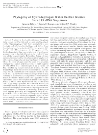 Phylogeny of Hydradephagan Water Beetles Inferred from 18S Rrna Sequences Ignacio Ribera,1 James E