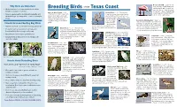 Breeding Birds of the Texas Coast