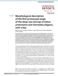 Morphological Description of the First Protozoeal Stage of the Deep-Sea