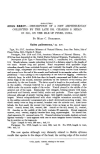 Description of a New Amphisbienian Collected by the Late Dr