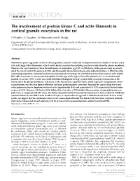 The Involvement of Protein Kinase C and Actin Filaments in Cortical