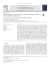 Flagellar Regulation Mediated by the Rcs Pathway Is Required for Virulence in the ﬁsh Pathogen Yersinia Ruckeri T