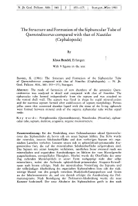 The Structure and Formation of the Siphuncular Tube of Quenstedtoceras Compared with That of Nautilus (Cephalopoda)