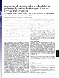 Attenuation of Signaling Pathways Stimulated by Pathologically Activated FGF-Receptor 2 Mutants Prevents Craniosynostosis