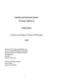 Isolation and Functional Analysis of Xenopus Ephrin-A3