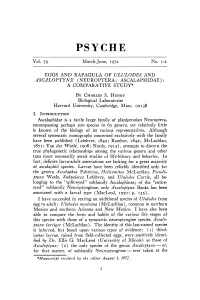 Eggs and Rapagula of Ululodes and Ascaloptynx (Neuroptera