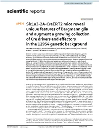 Slc1a3-2A-Creert2 Mice Reveal Unique Features of Bergmann Glia and Augment a Growing Collection of Cre Drivers and Effectors In
