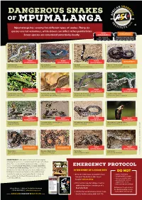 MPUMALANGA Mpumalanga Has Seventy Five Different Types of Snakes