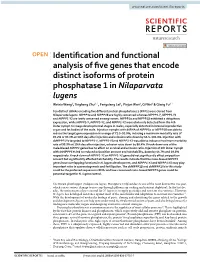 Identification and Functional Analysis of Five Genes That Encode Distinct Isoforms of Protein Phosphatase 1 in Nilaparvata Lugens