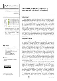 An Outbreak of Intestinal Obstruction by Ascaridia Galli in Broilers in Minas Gerais ABSTRACT INTRODUCTION