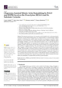Chaperone-Assisted Mitotic Actin Remodeling by BAG3 and HSPB8 Involves the Deacetylase HDAC6 and Its Substrate Cortactin