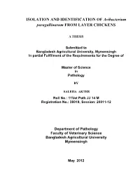 ISOLATION and IDENTIFICATION of Avibacterium Paragallinarum from LAYER CHICKENS