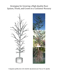 Strategies for Growing a High‐Quality Root System, Trunk, and Crown in a Container Nursery