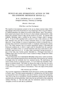 Muscular and Hydrostatic Action in the Sea-Anemone Metridium Senile (L.)