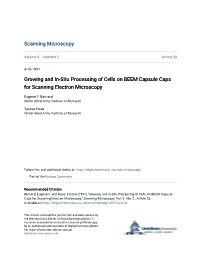 Growing and In-Situ Processing of Cells on BEEM Capsule Caps for Scanning Electron Microscopy