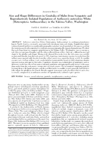 Size and Shape Differences in Genitalia of Males from Sympatric