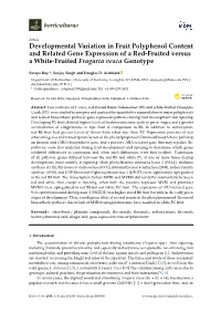 Developmental Variation in Fruit Polyphenol Content and Related Gene Expression of a Red-Fruited Versus a White-Fruited Fragaria Vesca Genotype