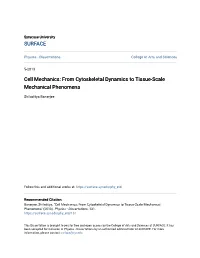 Cell Mechanics: from Cytoskeletal Dynamics to Tissue-Scale Mechanical Phenomena