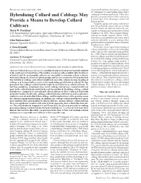 Hybridizing Collard and Cabbage May Provide a Means to Develop