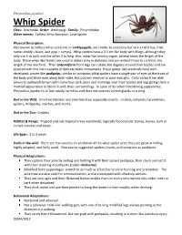 Whip Spider Class: Arachnida