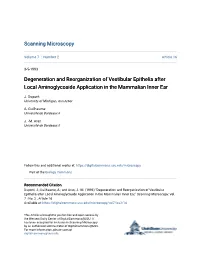 Degeneration and Reorganization of Vestibular Epithelia After Local Aminoglycoside Application in the Mammalian Inner Ear