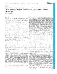 The Evolution of Cortical Development: the Synapsid-Diapsid Divergence Andre M