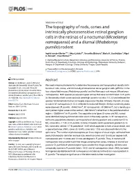 The Topography of Rods, Cones and Intrinsically