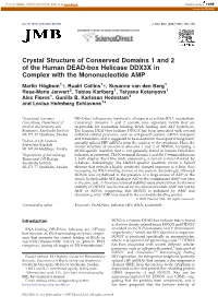 Crystal Structure of Conserved Domains 1 and 2 of the Human DEAD-Box Helicase DDX3X in Complex with the Mononucleotide AMP