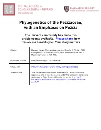 Phylogenetics of the Pezizaceae, with an Emphasis on Peziza